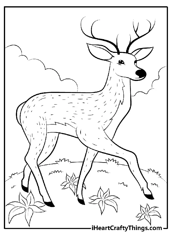 Deer Coloring Book - 15 pages