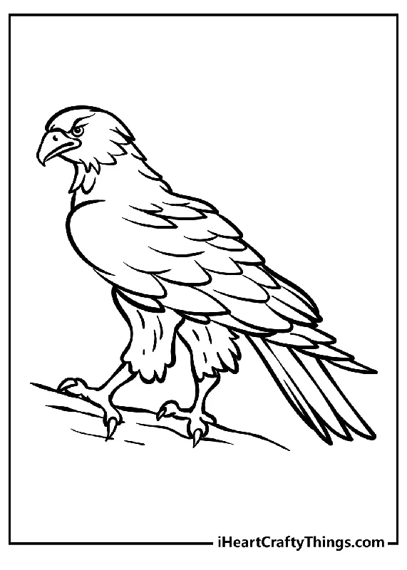 Hawk Coloring Book - 15 pages