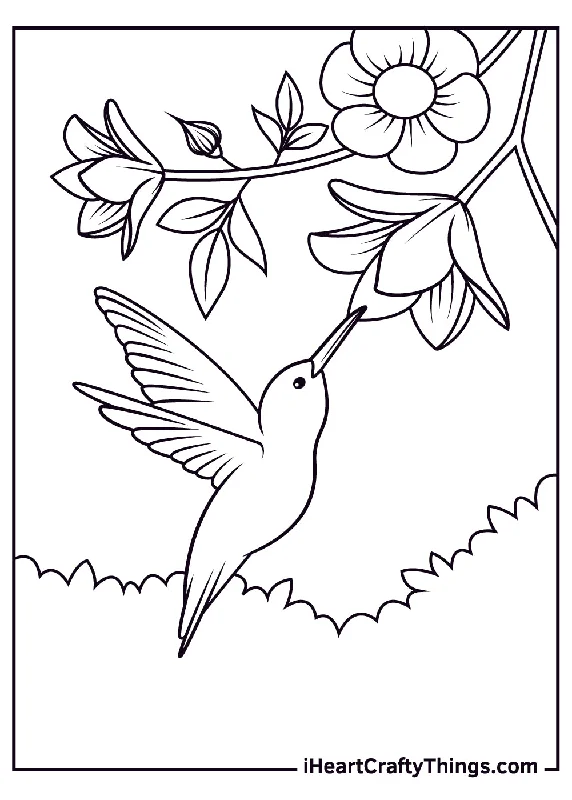 Hummingbird Coloring Book - 15 pages