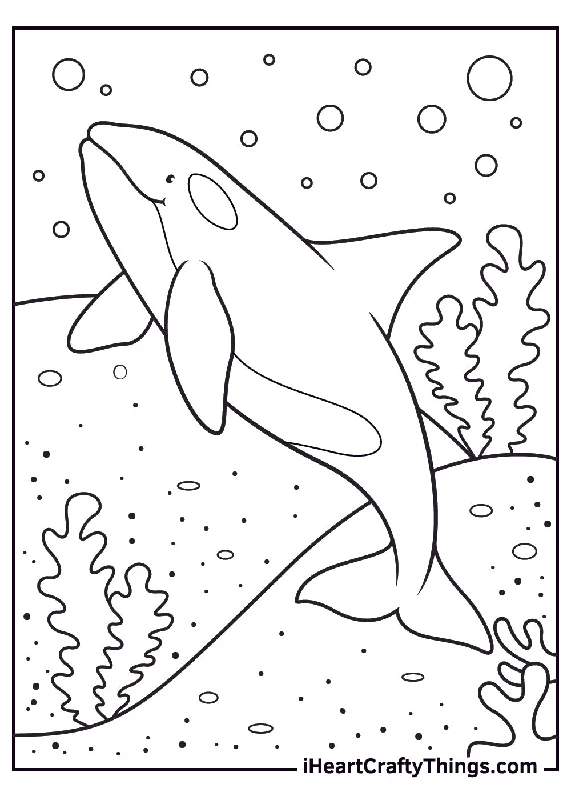 Killer Whale Coloring Book - 15 pages