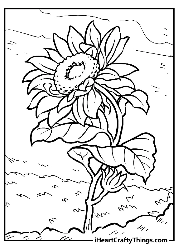 Sunflower Coloring Book - 35 pages